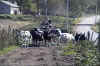 Small-Town-Heroes-Cows.jpg (24088 bytes)